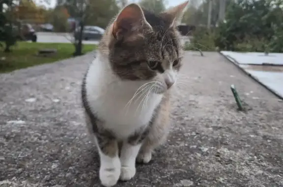 Найдена кошка, Гатчина, фото: Трёхцветная кошка найдена: Рощинская 2