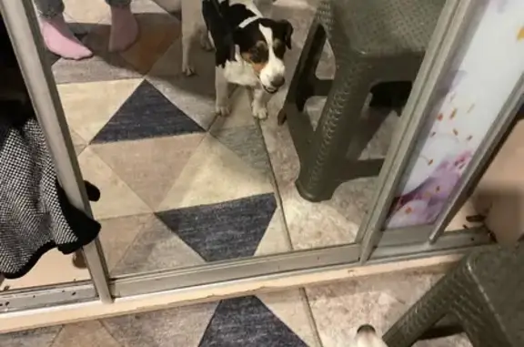 Найдена собака, Лабинск, фото: Найдена собака, ул. Слепокурова, 59, Лабинск