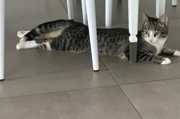 Пропала кошка, 1-я Лихушинская, Шуя