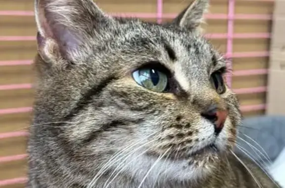 Кошка найдена: Санкт-Петербург