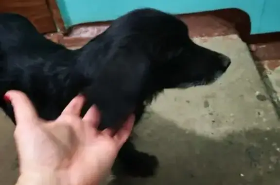 Найдена собака, , фото: Спаниель найден: ул. Воровского, 102, Ижевск