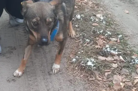 Найдена собака, Республика Хакасия, фото: Собака в Хакасии ищет семью, тел. 8 923 399-79-84