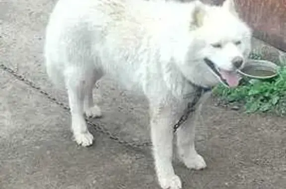 Пропала собака в Кипрево, Владимирская обл.