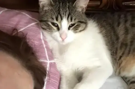 Пропала кошка, ул. Зорге 25/7, Ростов-на-Дону