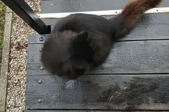 Найдена кошка, Калининградская область, фото: Кошка найдена в Гусеве, Калининградская область