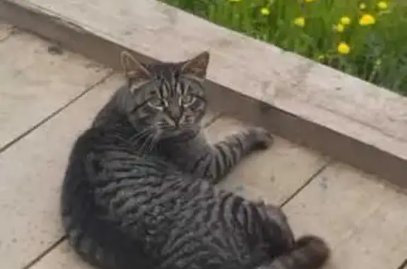 Пропала кошка, пр. Непокорённых, 47