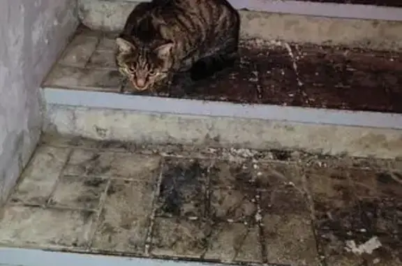 Найдена кошка, Иркутск, фото: Кошка найдена: пр. Маршала Жукова, 5/5