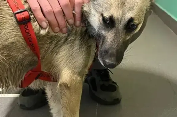 Найдена собака, Рождествено село, фото: Собака найдена на Муравской улице, Рождествено