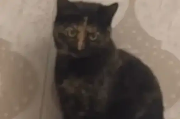 Пропала кошка, Садовая ул., Алексеевка