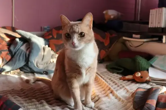 Пропала рыжая кошка, Байкальская 35, Мск