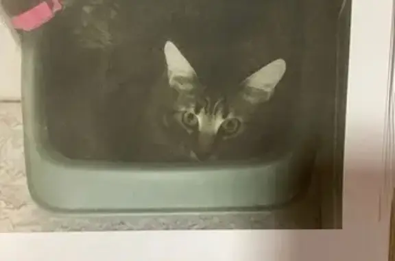 Кошки потеряшки, Красноярск, фото: Потеряшка кошка Боня, ул. Лесников, Крск