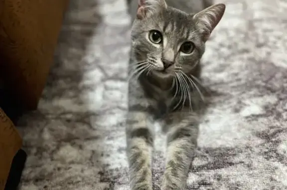 Кошки потеряшки, Ульяновск, фото: Потеряшка кошка, ул. Пушкарёва, 56, Ульяновск