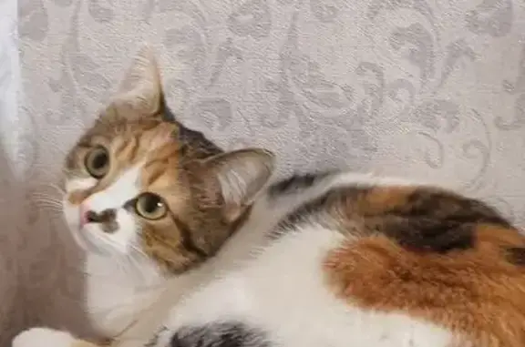 Пропала кошка, ул. Раздольная, 41Б