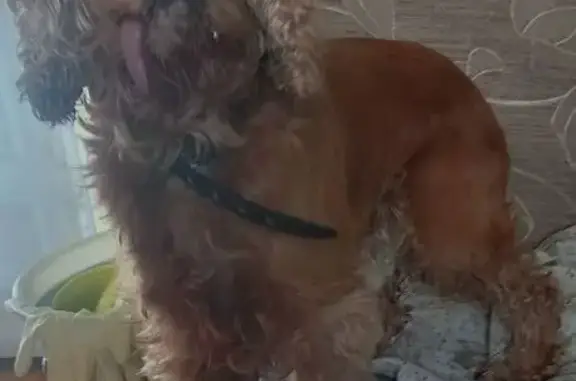 Найдена собака, Иркутск, фото: Найдена собака, Иркутск, ул. Сиб. Партизан 18