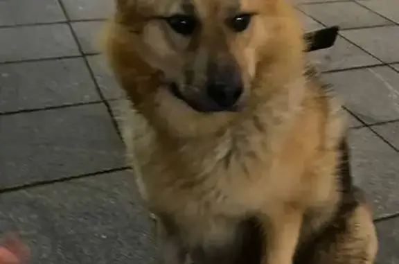 Найдена собака, Йошкар-Ола, фото: Найден пёс на набережной Брюгге, 3