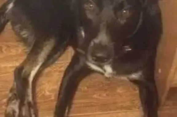 Пропала собака, Рабочая ул. 44, Назарово