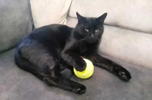 Кошки потеряшки, , фото: Потеряшка кошка на Центральной улице, Северный