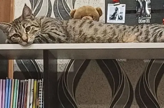 Кошки потеряшки, Татарск, фото: Потеряшка кошка, ул. Закриевского 112, Татарск