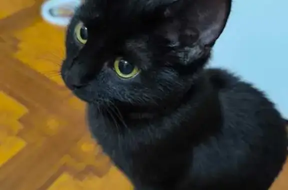 Объявления о пропавших и найденных животных, Шуя, фото: Найдена кошка, ул. Строителей, Шуя