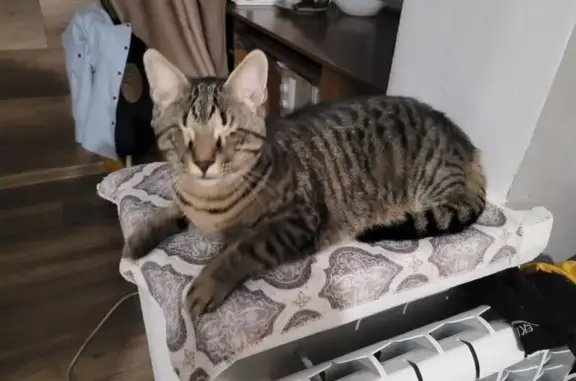 Потерянные животные Ялта, фото: Пропала слепая кошка, Ялта, Пироговская 2/4