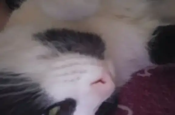 Пропала кошка, ул. Баданова 73, Димитровград