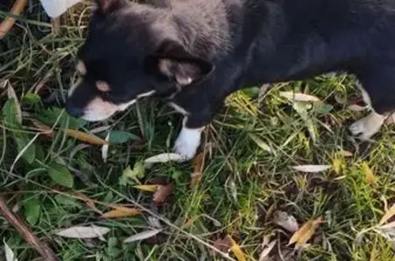 Найдена собака, Горячий Ключ, фото: Собака найдена на Ярославского, 146Е