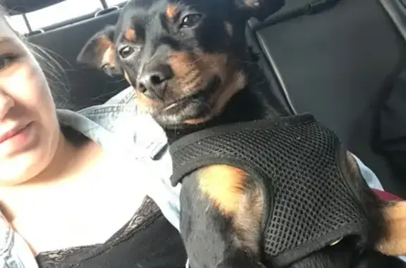 Собаки потеряшки, Уфа, фото: Потеряшка собака, Российская ул., 39, Уфа