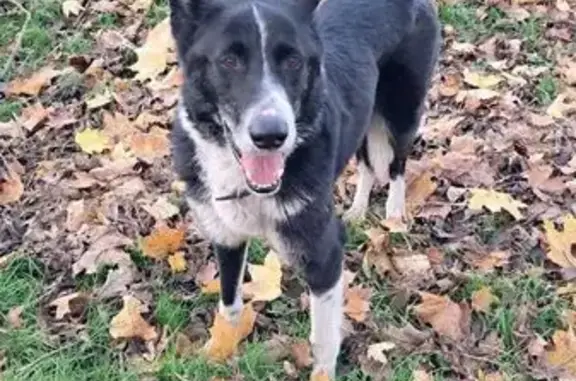 Пропала собака на ул. Кутаисская, Калининград