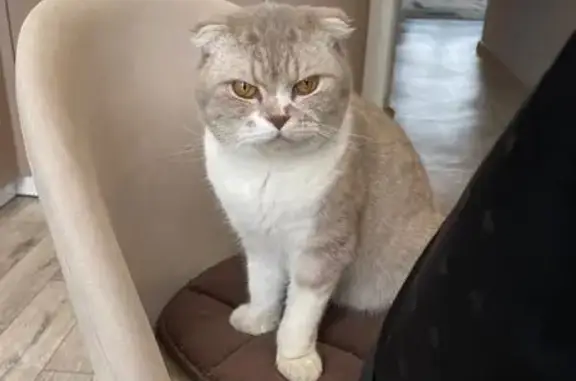 Найдена кошка, , фото: Кошка найдена в Красноярске, ищем хозяев!
