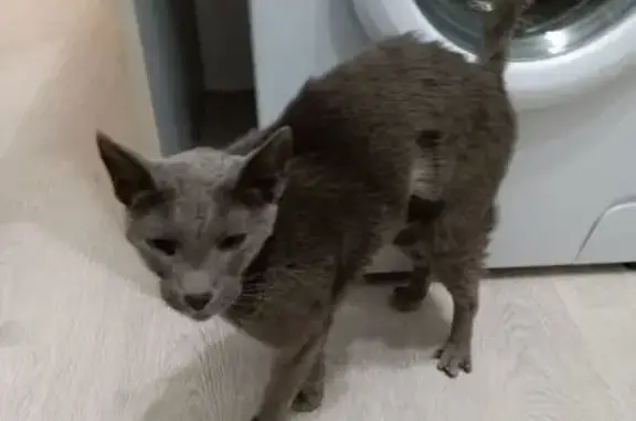 Найдена кошка, Санкт-Петербург, фото: Кошка найдена на Пороховской, 44 к3