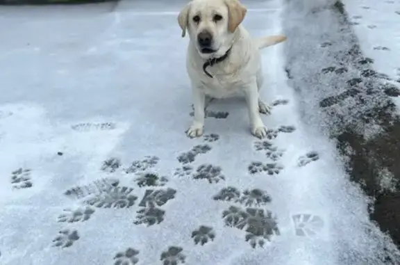 Пропала собака, Хуторская ул., 6, Сириус