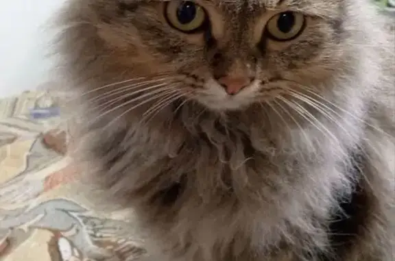 Кошки потеряшки, Стерлитамак, фото: Потеряшка кошка, ул. Дружбы, 36А, Стерлитамак