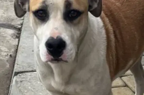 Найдена собака, Сормовская 202, Краснодар