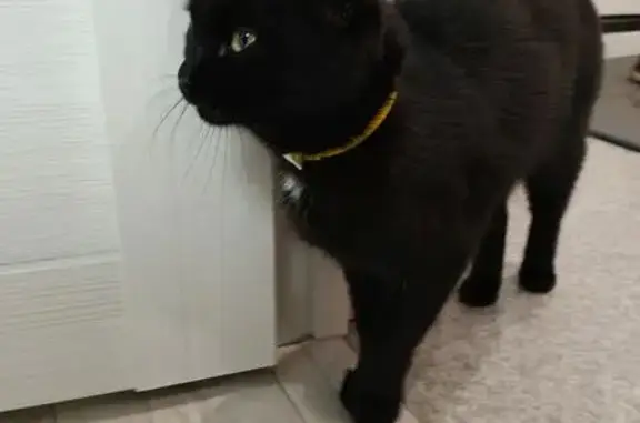 Найденные животные Курган, фото: Кошка найдена: Садовая ул., 10, Курган