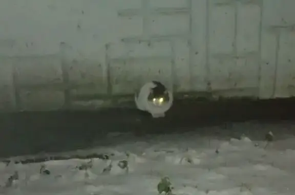 Найдена кошка, Копейск, фото: Кошка найдена: Коммунистический 1Б, Копейск