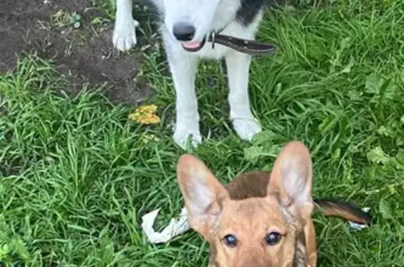 Собаки потеряшки, Калининград, фото: Потеряшка собака, Магнитогорская 3, Калининград