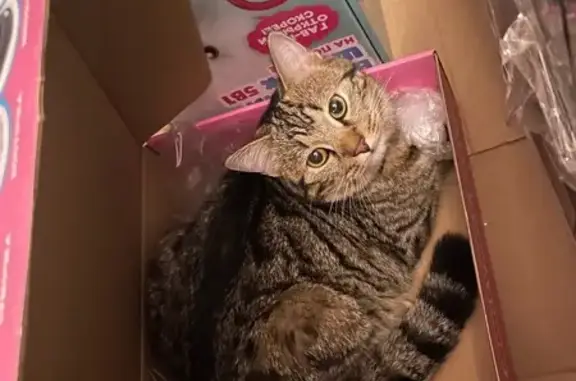 Пропал кот Василий, 17-й Бронный, 10