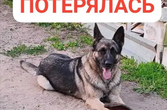 Пропала овчарка, Садовая 211, Новосибирск