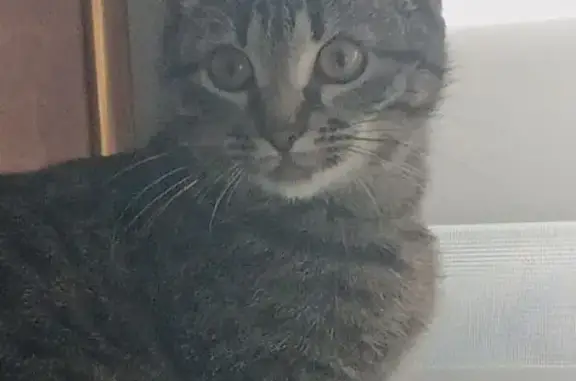 Пропала кошка, Спортивная ул. 5, Дедовск