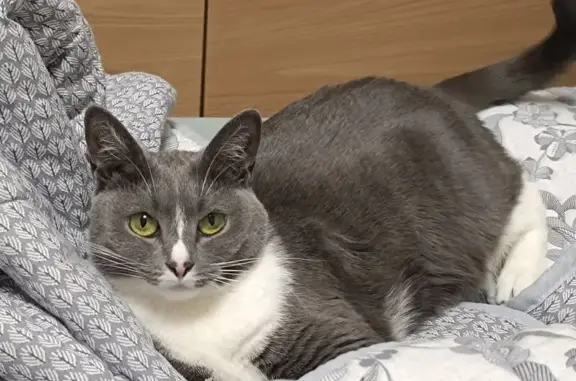 Пропала кошка, Кировоградская 44 к1, Москва