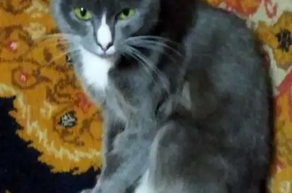 Кошки потеряшки, Томск, фото: Потеряшка кошка, Катунская 23, Томск