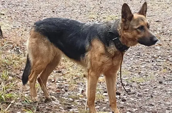 Найдена собака, Власово, фото: Найдена собака, Власово, 46Н-10473