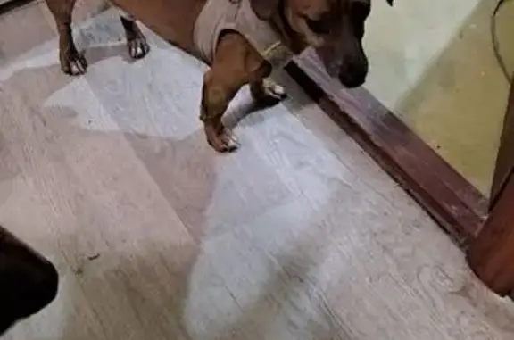 Найдена собака, Набережные Челны, фото: Найден песик, 1/15 Набережные Челны