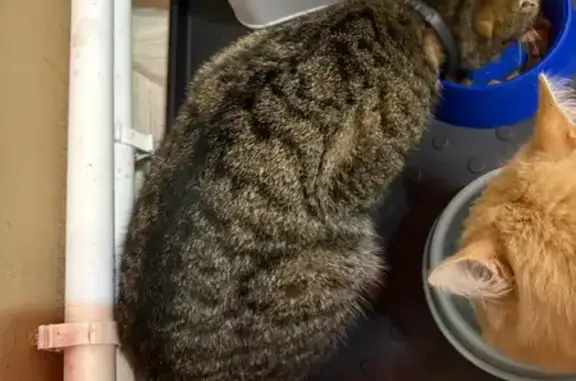 Найдена кошка, Кемеровская область, фото: Кошка найдена в Мариинске, Кемерово