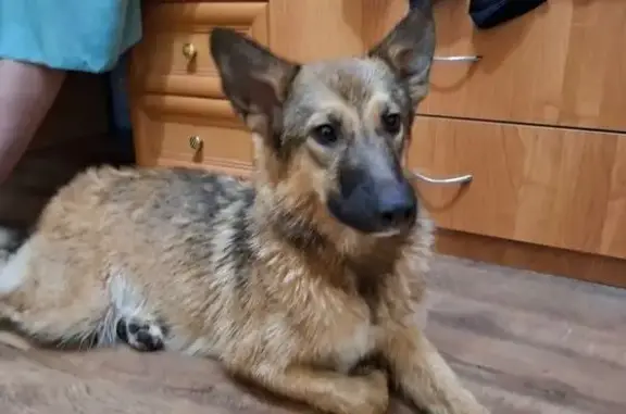 Найдена собака, ул. Грачёва, Пермь