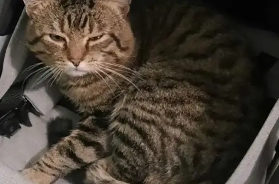 Пропала кошка, Рабочая ул. 31, Сургут