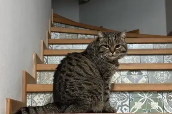 Пропала кошка, ул. Металлистов, 68