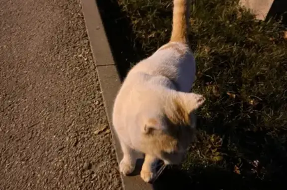 Найденные животные Ставрополь, фото: Крупный кот найден: ул. Роз, Ставрополь