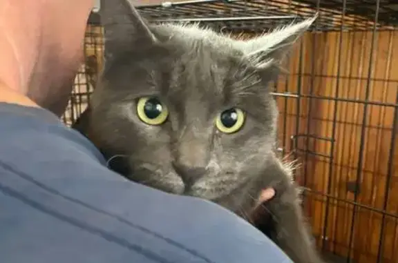 Найдена кошка, , фото: Найден кот, Ижевск, Молодёжная ул.