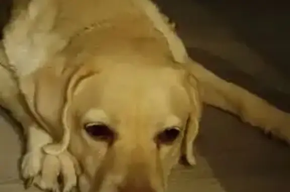 Найдена собака, , фото: Найдена собака на Загородной, Тверь.